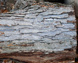 Unidentified oak
