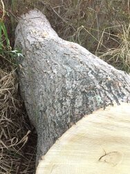 Can you help identify this wood? White Ash?