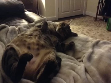 [Hearth.com] National Cat Day