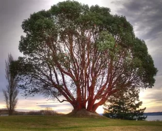 [Hearth.com] Burning manzanita