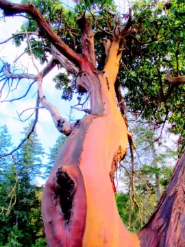 [Hearth.com] Burning manzanita