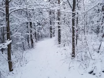 [Hearth.com] Cold weather needed to haul wood
