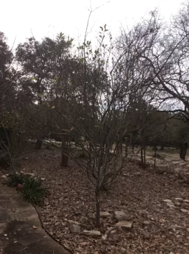 [Hearth.com] 2019 Garden Thread