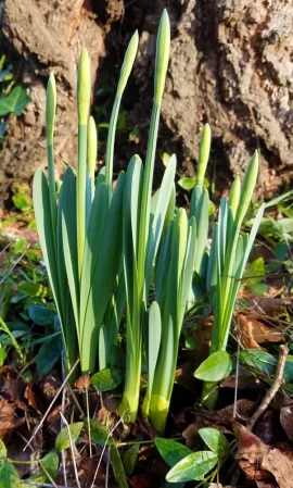 [Hearth.com] 2019 Garden Thread