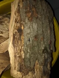 [Hearth.com] Wood ID