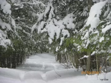 [Hearth.com] The Lane in the Winter.