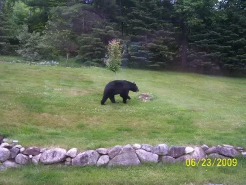 [Hearth.com] Suburban wildlife