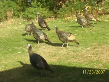 [Hearth.com] Suburban wildlife