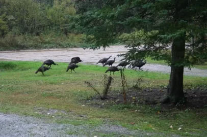 [Hearth.com] Suburban wildlife
