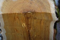 Help!  Please help me identify this wood.