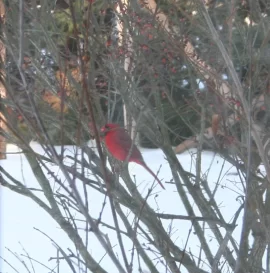 [Hearth.com] Cardinal