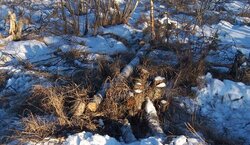 Frozen swamp logging, pics