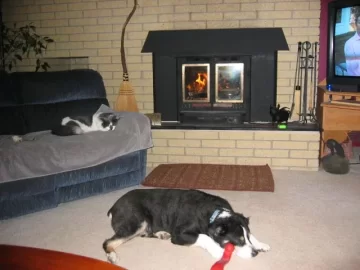 [Hearth.com] Cat's not engaged; Dog either