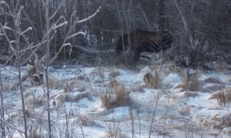 [Hearth.com] Wildlife munching on tree top I fell