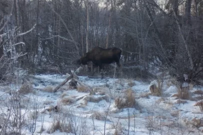 [Hearth.com] Wildlife munching on tree top I fell