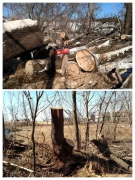[Hearth.com] Tree Uprighted Itself