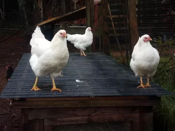 [Hearth.com] chicken coop plans