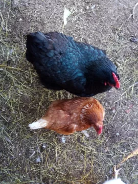 [Hearth.com] chicken coop plans