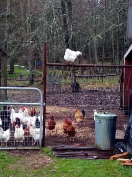 [Hearth.com] chicken coop plans