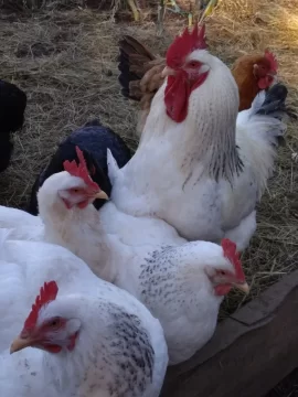 [Hearth.com] chicken coop plans
