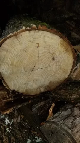 [Hearth.com] Help me ID this wood please!
