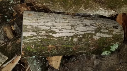 [Hearth.com] Help me ID this wood please!