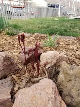 [Hearth.com] 2019 Garden Thread