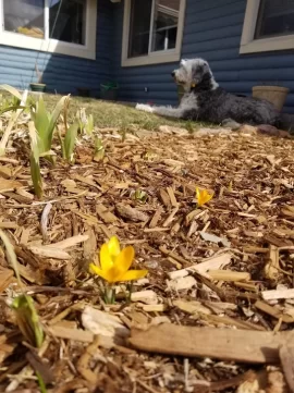 [Hearth.com] 2019 Garden Thread