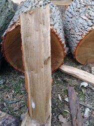 Little help with wood ID
