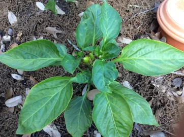 [Hearth.com] 2019 Garden Thread