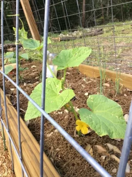 [Hearth.com] 2019 Garden Thread