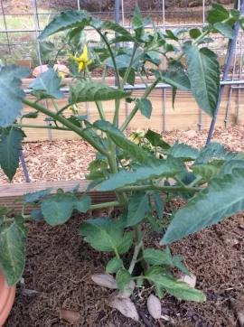 [Hearth.com] 2019 Garden Thread