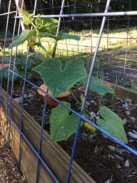 [Hearth.com] 2019 Garden Thread