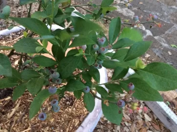 [Hearth.com] 2019 Garden Thread