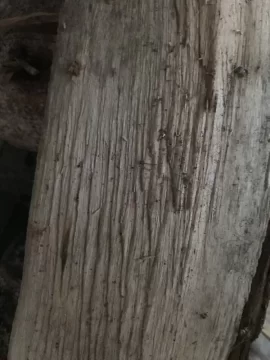 [Hearth.com] What type of maple?