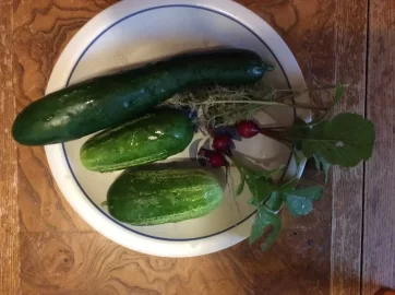[Hearth.com] 2019 Garden Thread
