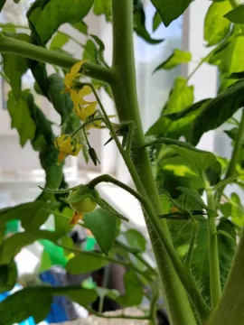 [Hearth.com] 2019 Garden Thread