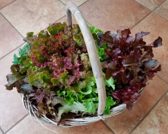 [Hearth.com] 2019 Garden Thread