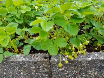 [Hearth.com] 2019 Garden Thread