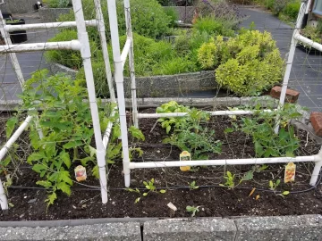 [Hearth.com] 2019 Garden Thread