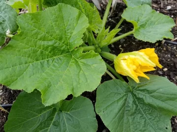 [Hearth.com] 2019 Garden Thread
