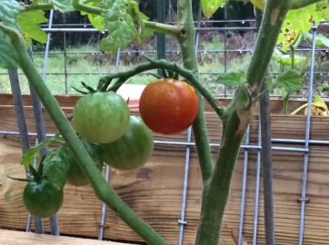 [Hearth.com] 2019 Garden Thread