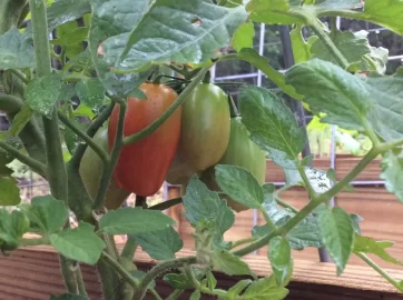[Hearth.com] 2019 Garden Thread