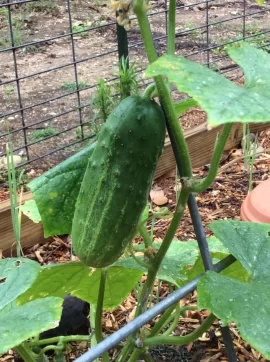 [Hearth.com] 2019 Garden Thread