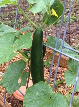 [Hearth.com] 2019 Garden Thread
