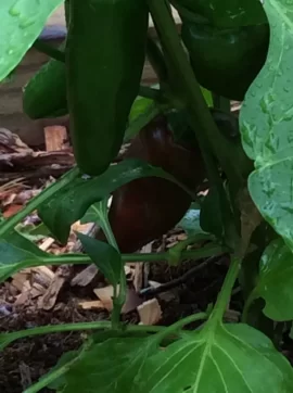 [Hearth.com] 2019 Garden Thread