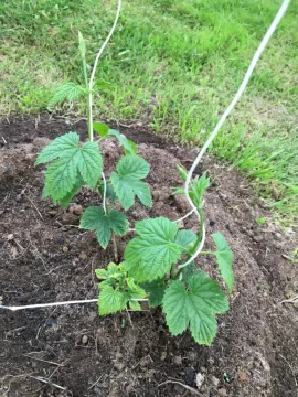 [Hearth.com] 2019 Garden Thread