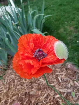 [Hearth.com] 2019 Garden Thread
