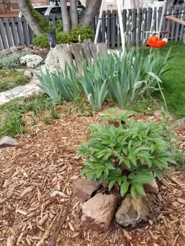 [Hearth.com] 2019 Garden Thread