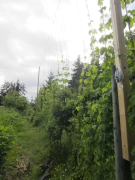 [Hearth.com] 2019 Garden Thread